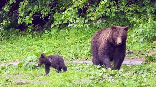 Wild Bear Watching in Brasov, Romania