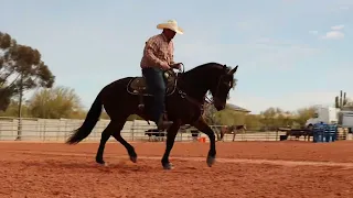 RS Special Fritz | “Bing” | Consigned to the Rancho Rio Horse Sale Spring Classic