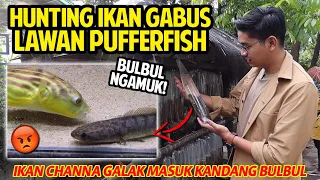 HUNTING IKAN CHANNA PAKAN BUAT LAWANNYA BULBUL SI PUFFERFISH! BULBUL BENER-BENER MENGAMUK!