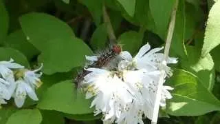 The Adventures of a Gypsy Moth Larva マイマイガ（蛾）幼虫＠ウツギ花