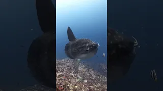 The Ocean Sunfish 🌿. #sunfish #molamola #viral #facts #oceanworld