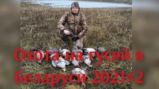 Охота на гусей в Беларуси 2021 #2| Goose hunting in Belarus 2021 #2