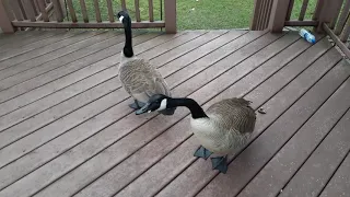 Canadian goose Iggy and his wife upset