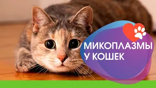 Гемотропные микоплазмы у кошек