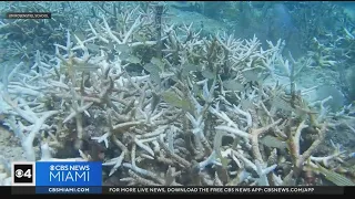 Florida researchers working to save coral reefs