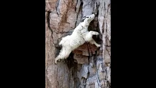 Goats that Laugh at Gravity🐐14,000 ft⛰️