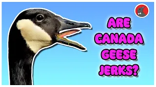 Are Canada Geese Jerks? | The Critter Commute