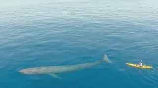 Fantastic View - The Giant Blue Whale 🐳 Passes Under The Ship ⚓