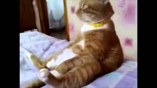 Приколы, забавные животные Super funny animals) 38