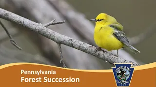 Forest Succession in Pennsylvania