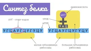 Синтез белка: трансляция | самое простое объяснение