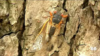 2 cicada broods will emerge at the same time this year