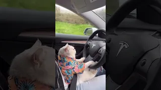 Cat driving a Tesla 😺👀.. #shorts