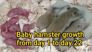 Hamster Babies Growing Up - Day 1 to Day 22 Best Moment