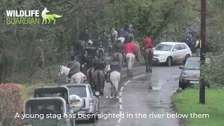 Devon and Somerset Staghounds hunting deer with at least three hounds