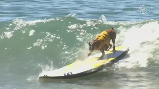 Собаки соревновались в сёрфинге на пляже Калифорнии (новости)