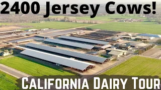 2400 Jerseys on This Beautiful California Dairy Farm!