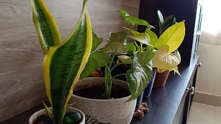 How to water your Houseplants || Why is Humidity important for Indoor plants?