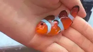 10 Peces más Venenosos del Mundo que NO Debes Tocar