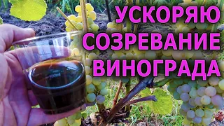 ВИНОГРАД ВМИГ СОЗРЕЕТ ПОСЛЕ ТАКОЙ ОБРАБОТКИ И ПОДКОРМКИ! КАК УСКОРИТЬ СОЗРЕВАНИЕ ВИНОГРАДА.