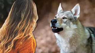 The girl fed a stray dog that looks like a wolf every day and one day he saved her life