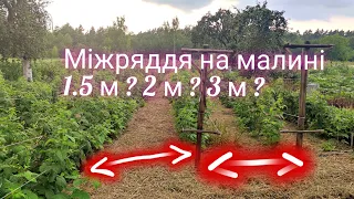 Яким має бути міжряддя на малині?