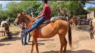 Feira de cavalos Distrito de canafístula de frei Damião, Alagoas