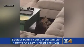 Shocking Photo: Mountain Lion Spotted Inside Boulder Home