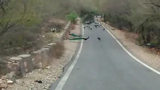 Srisailam Forest