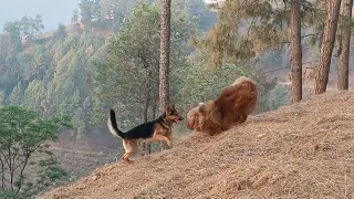 Himalayan Tibetan mastiff vs German shepherd @thepahadirottweiller