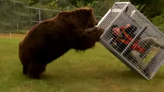 10 Craziest Bear Attacks on Humans