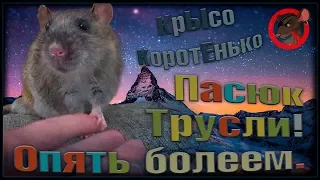 Старенький пасюк Трусли и девчонки. Опять болеем, блин. (Wild Rats | Fancy Rats)