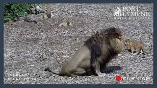 Lion Cub Cam Highlight | Annoying Dad And Playing With His Tail!