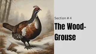 The Wood Grouse | Section 4 of Birds of the air