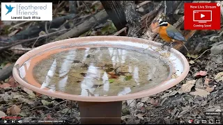 6 Aug ROBIN CAM - Live Bird Feeder Camera Hazyview RSA