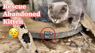 Update: Rescue Beautiful kitten can’t poo because doesn’t have Anus | FTC Meow
