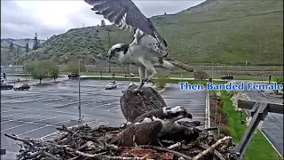 Hellgate Canyon Ospreys ~ Iris, Louis, Blue Band Z0, April 26, 2024