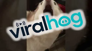 Husky Screams When She Can't Catch Fly on Ceiling || ViralHog