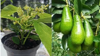 The right trick in growing avocados to flower quickly ‼️ aloe vera