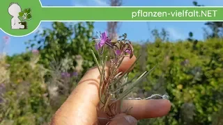 Schmalblättrige Weidenröschen - Früchte/Samen - 19.08.18 - essbare Wildkräuter bestimmen