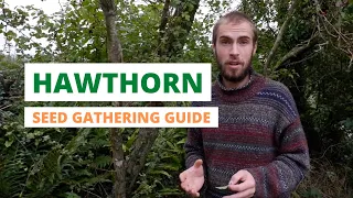 Hawthorn seed gathering guide