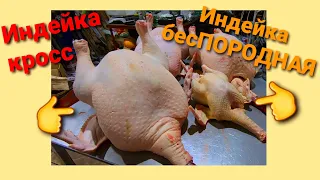 🦃ЗАБОЙ ИНДЕЙКИ в 7 месяцев. ПОРОДА или КРОСС??? Какую индейку выбрать? Вес. Жир.🐣