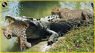 Most Ruthless Crocodile Attacks Ever Existed !!