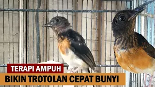 Suara MURAI BATU TROTOLAN belajar bunyi NGERIWIK ‼️ MP3 TERAPI & Pancingan MB bahan agar cepat GACOR