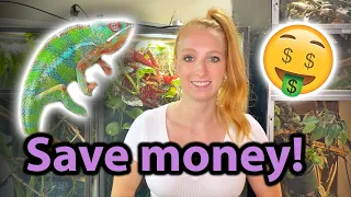 8 ways to keep a Chameleon on a BUDGET