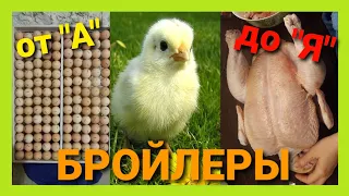 🐔ВЫРАЩИВАНИЕ БРОЙЛЕРОВ от А до Я. КАК ЭТО ДЕЛАЕМ МЫ.🐔