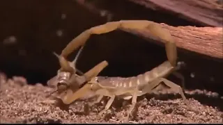 The Scorpion National geographic full documentary HD 2020