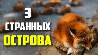 Топ 3 Странных Острова Японии (Кошачий, Кроликов, Лисий)