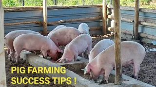 How To Start PROFITABLE PIG Production!