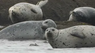 Harbor Seals at Point Migley, Lummi Island